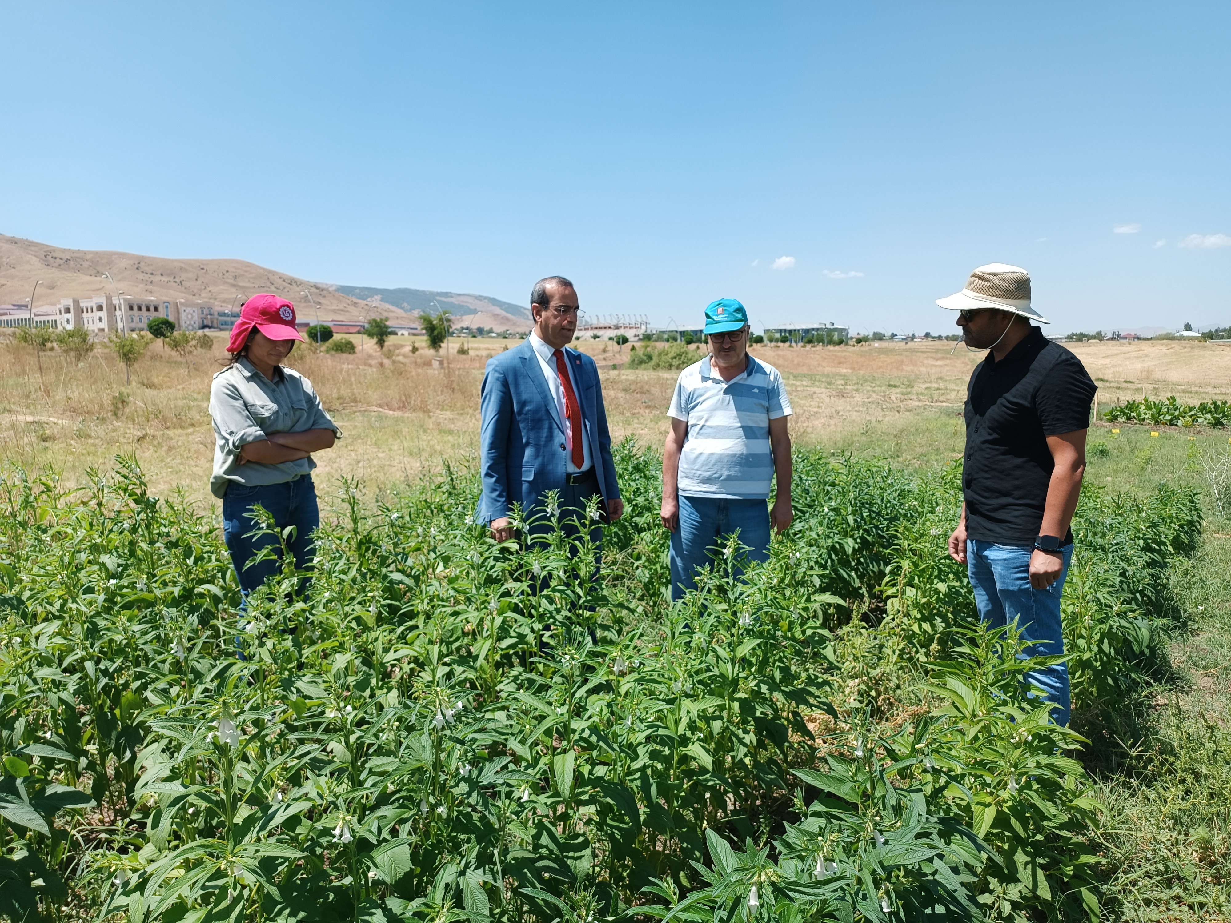 maun-established-scientific-trials-for-flax-and-sesame-in-the-research-and-experimental-fields-in-mus-for-the-first-time-2914
