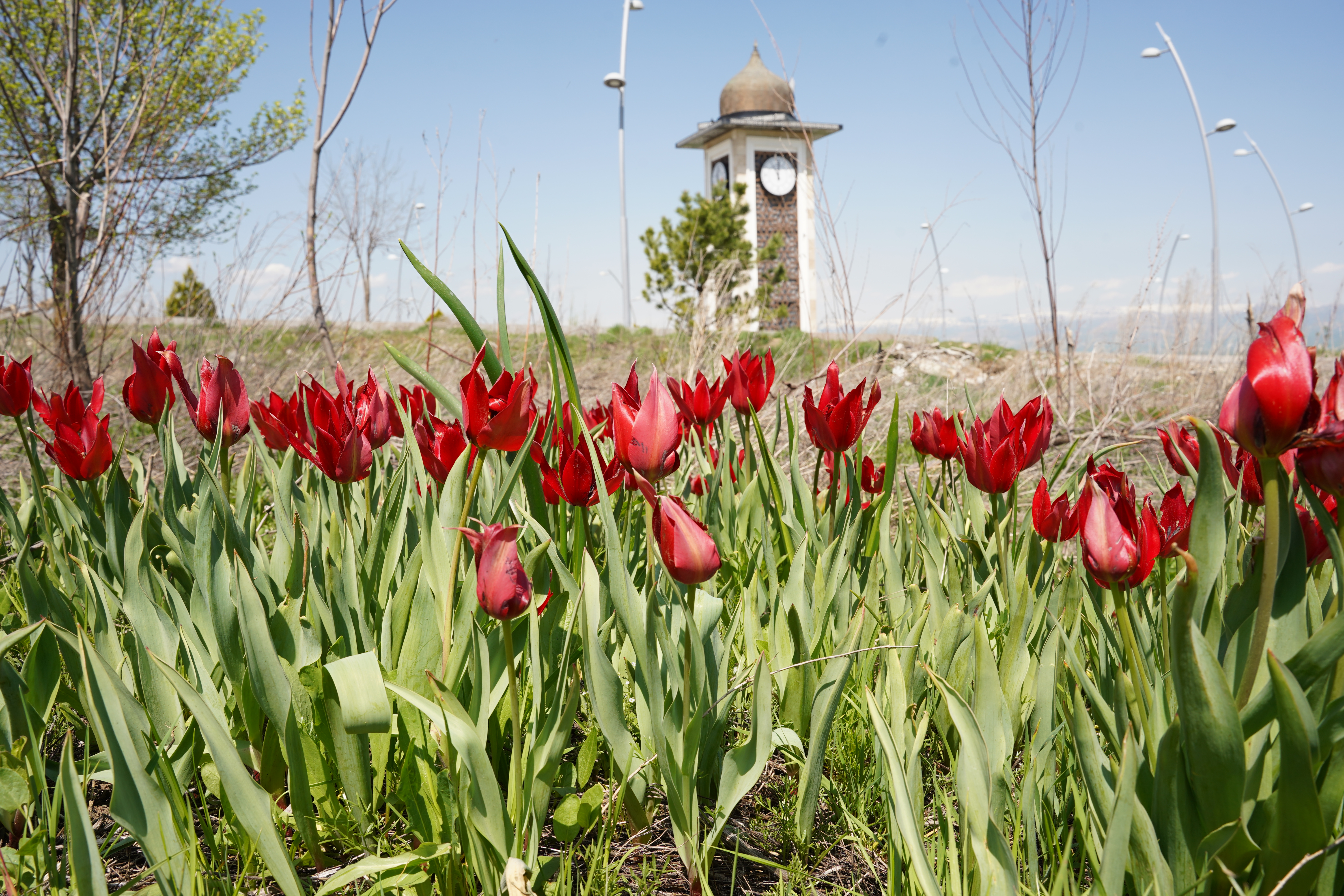 acildi-laleler-guller-4864