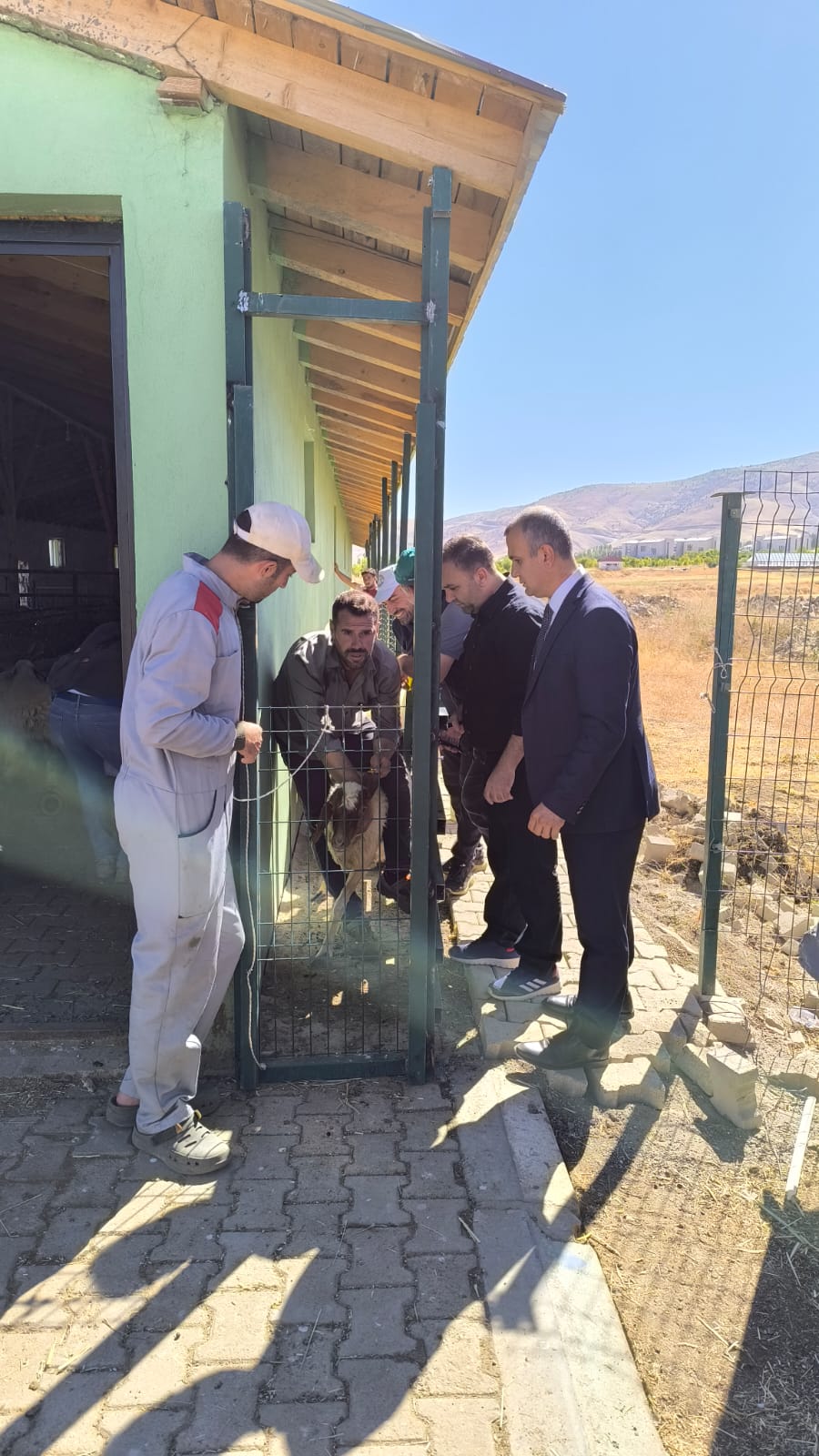 universite-ciftligindeki-koyunlara-cip-takildi-7978